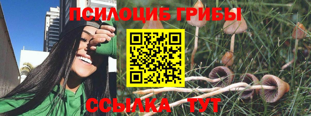 Курчатов  Галлюциногенные грибы прущие грибы  Вход с VPN 