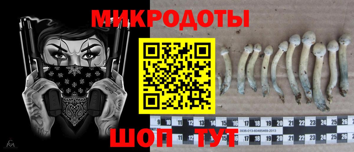 Псилоцибиновые грибы Psilocybe Курчатов